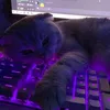 danilkui22
