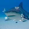 sharks_are.cool0