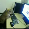 capybara_god35