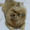 tajoboom