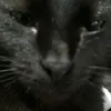 pantera_45725