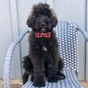 nacho.the.newfypoo