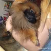 leonlucarosyspitz