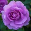 lulugirl781