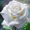 user02187852