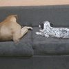 bullpery