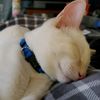 thecatpumpkin220