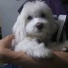 dalice2