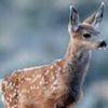 june_deer