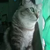 olet_oyen2