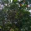babyr.a
