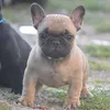 bonjour_from_margo