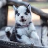 Quinnthepomsky