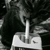 jstviraa