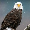 eaglelov3r2024