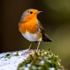 scottishrobin