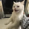 nhincailcajajs