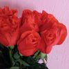 diana_56a2