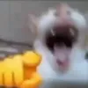 brand0rg