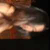 diemah_1