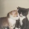 lalsicuu