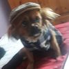doggy_teddy1