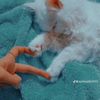 sweetnessf4