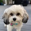 monica_lynn_mcp