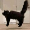 angggeles