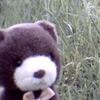 _star.bear