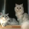 sweetpussies