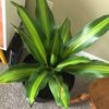 houseplant7