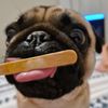 buddapuggy
