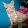 amang_ain