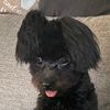 willowbabymaltesepom