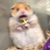 shkerk69