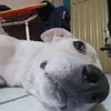 gaberidovdhd