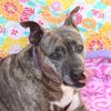 Troy Animal Rescue Project