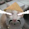 gatoshao1