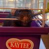 blackratsorangecats