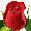 s_ali19