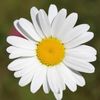 ginanc85