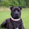 staffiexblu