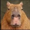 capybarakiwiii1