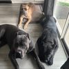 darla_diesel_the_corsos