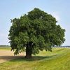 arbol_2