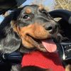 sausageduke