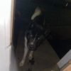 ilovemydog69911