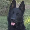 m_olotov9