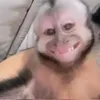 kutyamajom2